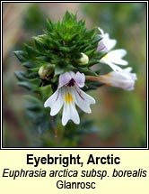 eyebright, Euphrasia arctica ssp borealis