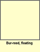 bur-reed,floating (rísheisc chaol)