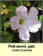 sorrel,pale pink