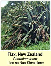flax,new zealand (Líon na Nua-Shéalainne)