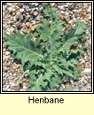 henbane (gafann)