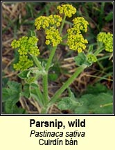 parsnip,wild (cuirdín bán)