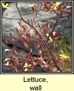 lettuce,wall (leitís bhalla)