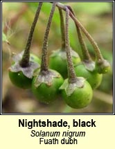 nightshade,black (fuath dubh)