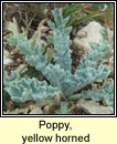 poppy,yellow horned (caillich�n na tr�)