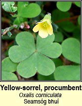 sorrel,procumbent yellow (seamsóg bhuí)