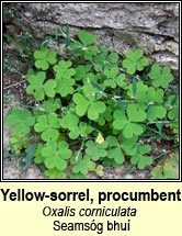 yellow-sorrel,procumbent (seamsóg bhuí)
