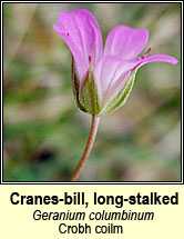cranesbill,long-stalked (crobh coilm)