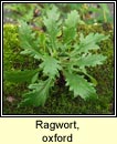 ragwort,oxford (Buachal�n Pheadair)