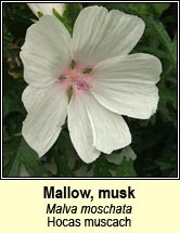 mallow,musk (hocas muscach)