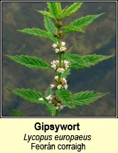 gipsywort (fearn corraigh )