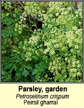 parsley,garden (peirsil gharraí)