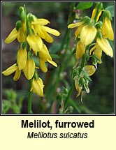 melilot,furrowed