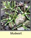 mudwort (lus latha�)