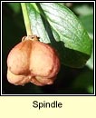 spindle (feoras)