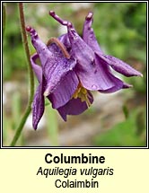 columbine (colaimbín)