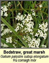 bedstraw,great marsh (rú corraigh mór)