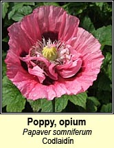 poppy,opium (codlaid�n)