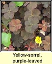 yellow-sorrel,purple-leaved