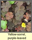 yellow-sorrel,purple-leaved