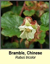 bramble,chinese