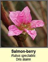 salmon-berry