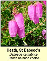 heath,st.dabeoc's (fraoch na haon choise)