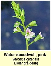 speedwell, water-speedwell,pink (biolar grá dearg)