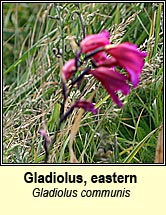 gladiolus,eastern