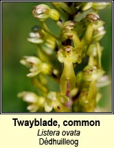 twayblade,common (dédhuilleog)
