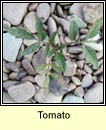 tomato (tr�ta)