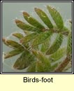 birds-foot (cr�ba �in)