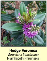 hebe: hedge veronica (niamhscoth Phroinséis)