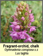 orchid,fragrant (lus taghla)