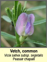 vetch,common (peasair chapaill)