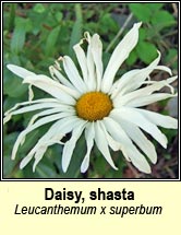 daisy,shasta