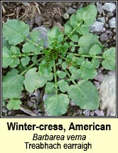 wintercress,american (treabhach earraigh)