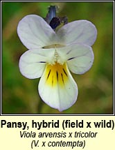 pansy, wild x field