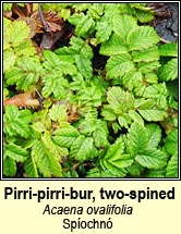 pirri-pirri-bur,two-spined