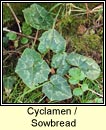 cyclamen / sowbread