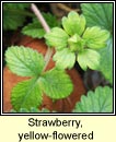 strawberry,yellow-flowered