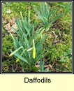 daffodils