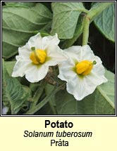 potato (práta)
