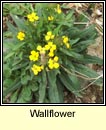 wallflower (lus an bhalla)