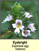 eyebright (glanrosc)