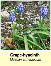grape-hyacinth