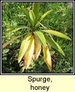 spurge,honey