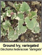 ground ivy,variegated