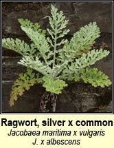 ragwort,silver hybrid