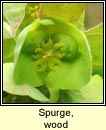 spurge,wood (lus oilealla)